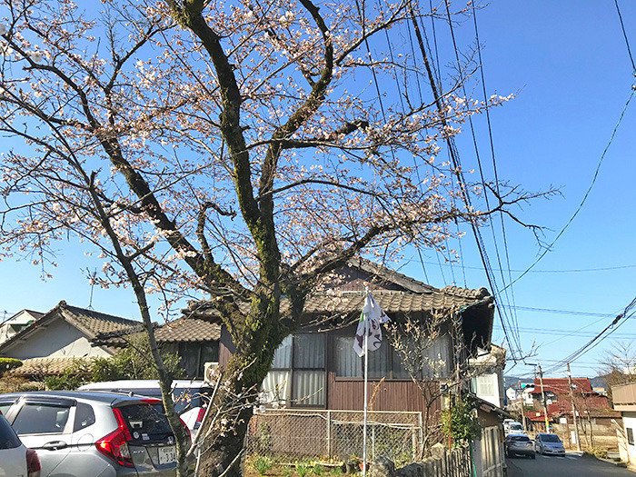 ヤマックスyamax新築炭の家阿蘇神社お花見と馬ロッケ4.jpg