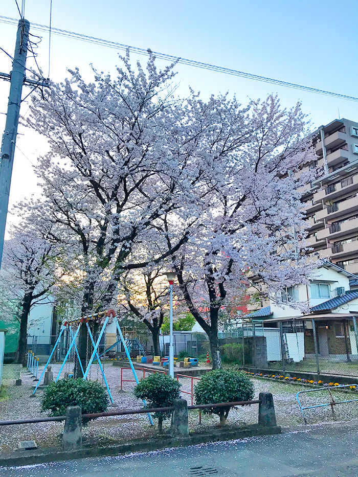 ヤマックスyamax新築炭の家阿蘇神社お花見と馬ロッケ8.jpg